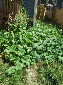 My pumpkin patch is currently trying to declare its independence 